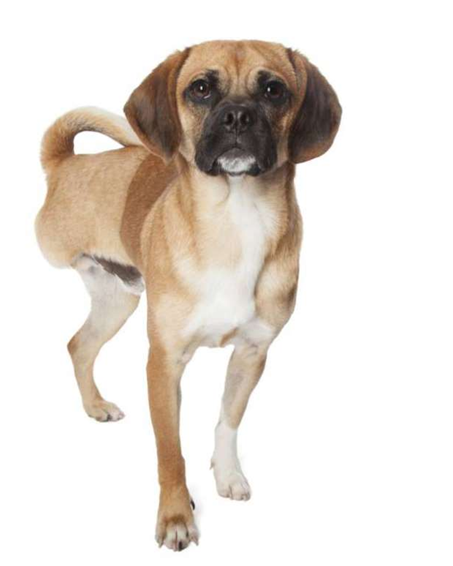 /取自Houndstooth Studio