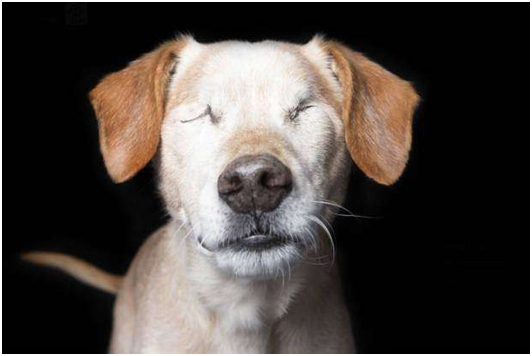 /取自Houndstooth Studio