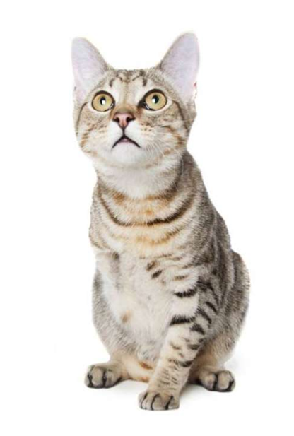 /取自Houndstooth Studio