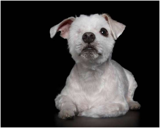 /取自Houndstooth Studio