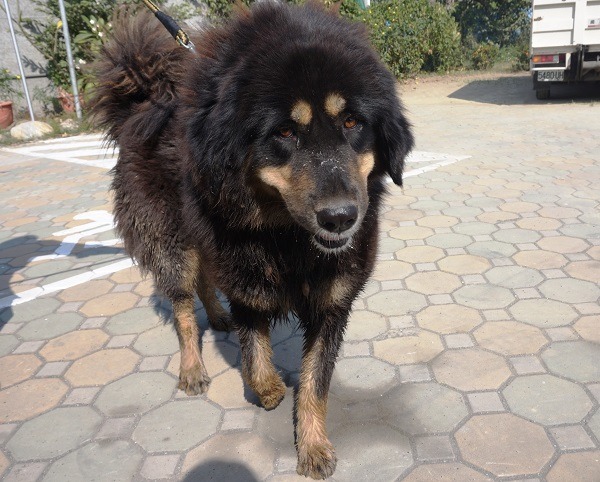 小牛般的藏獒在民宅、大街流竄，嚇壞很多人。蕭士塔/攝