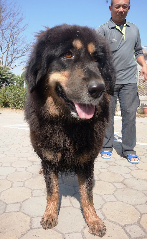 動保處出動3名管制隊員及獸醫師現場協助吹箭麻醉鎮靜才將藏獒帶回。蕭士塔/攝