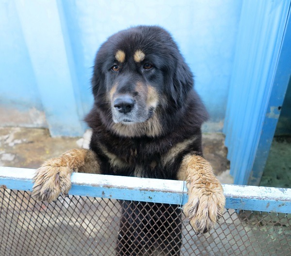 灣裡動物之家的獸醫師說這隻母藏獒溫和,其實飼養人可以安心。蕭士塔/攝