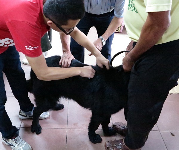 巡迴注射的獸醫師看到3個月大的藏獒幼犬都不敢貿然趨前打針。　蕭士塔/攝