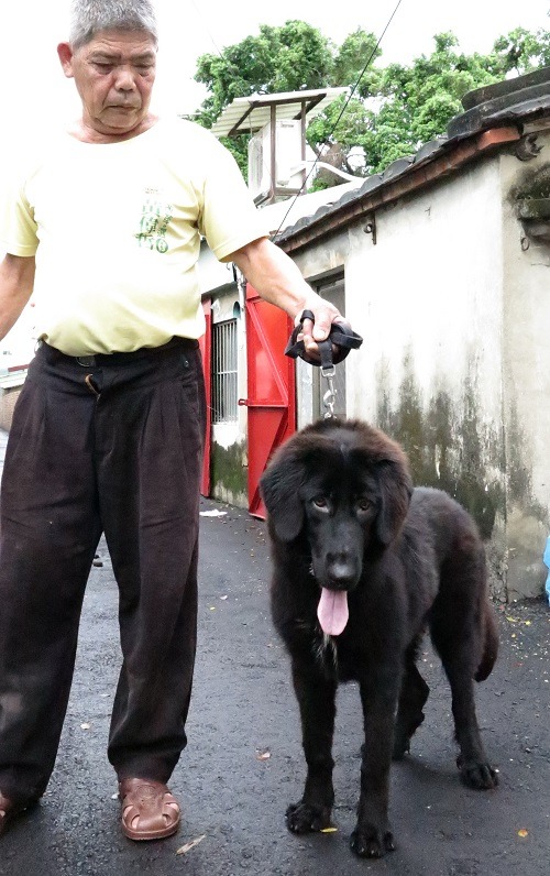 藏獒被動保法列為危險性犬隻,出入公共場所時應由成年人伴同,並強制需要牽鍊繩。 蕭士塔/攝