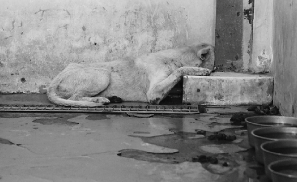 角落裡藏著無盡的恐懼與不安。無法面對外界的牠們，對我們的威脅有多大？關牠們的意義為何？ Sunny Junior /攝(新屋收容所實景)