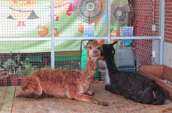 沖涼過癮後回到欄舍吸電扇,真舒服! 蕭士塔/攝