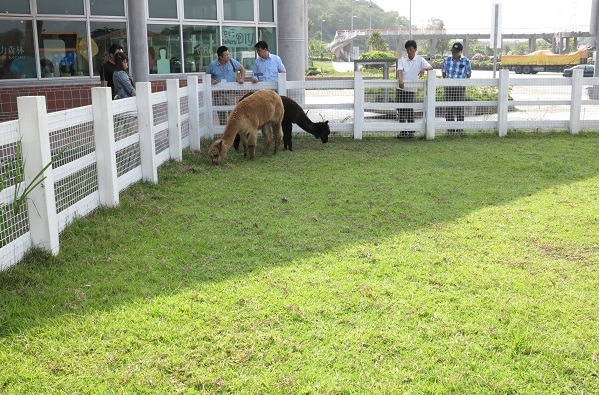 巧妮和麵茶每天到兩次到圍欄草地活動。 蕭士塔/攝