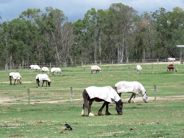 澳洲昆士蘭省陽光充足，馬匹得穿上衣服防曬。蕭士塔/攝
