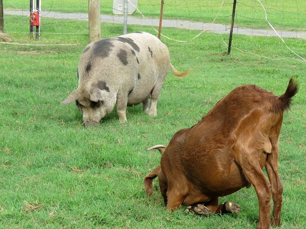 這隻麝香豬和羊一起在草原上啃青草，長得壯碩肥大。蕭士塔/攝