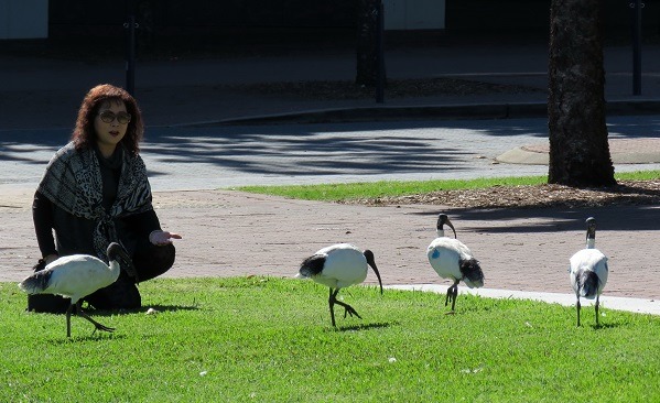 澳洲都會區常見埃及聖鹮，對人類趨近並不感到緊張。蕭士塔/攝