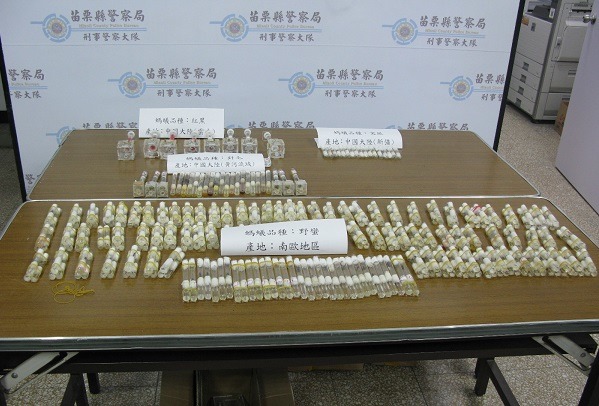 警方昨天在苗栗查獲去私和繁殖銷售外來種螞蟻的案子，蟻種包括有害農作物的 針毛(收穫蟻)和大頭弓背等，共計1,115隻。  防檢局/提供