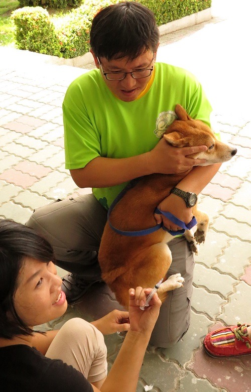 巡迴注射的獸醫師最怕為柴犬打針。 蕭士塔/攝