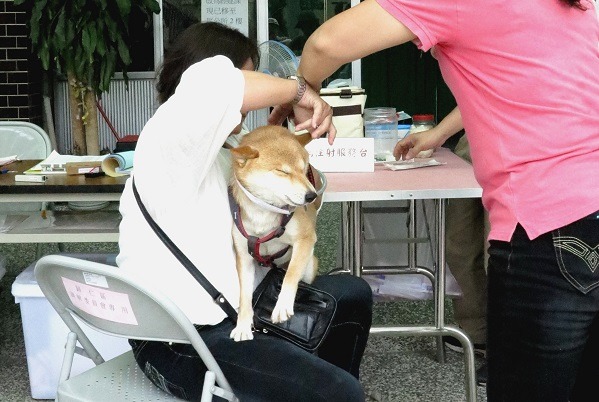 為柴犬打針必須眼明手快，也仍不免聽到一陣慘叫。蕭士塔/攝