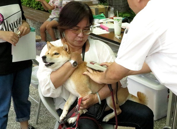 有的柴犬在施打晶片針時不叫，反而之後在獸醫師操作晶片掃描器時淒厲慘叫。蕭士塔/攝