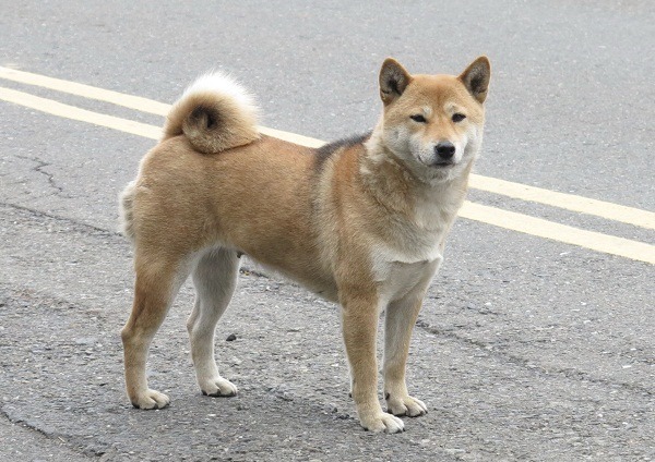 柴犬喜歡蹺家到處流浪，有的會返家，一去不回頭的機率也高。  蕭士塔/攝