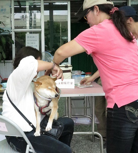 針對愛蹺家的柴犬，飼主要有心理準備和防護措施。  蕭士塔/攝