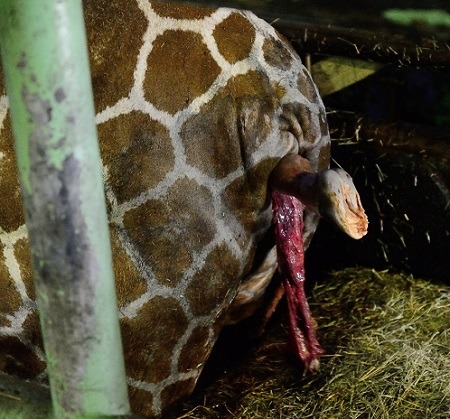 早在媽媽的子宮頸張開前，小長頸鹿的後腳已穿破母體。 台北市立動物園(張庭瑜攝) / 提供