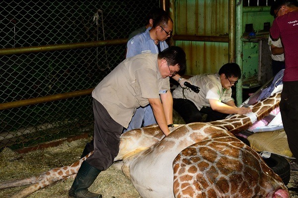 獸醫師進行心臟緊急按摩後，仍無法挽回妞妞的性命。台北市立動物園(張庭瑜攝) / 提供