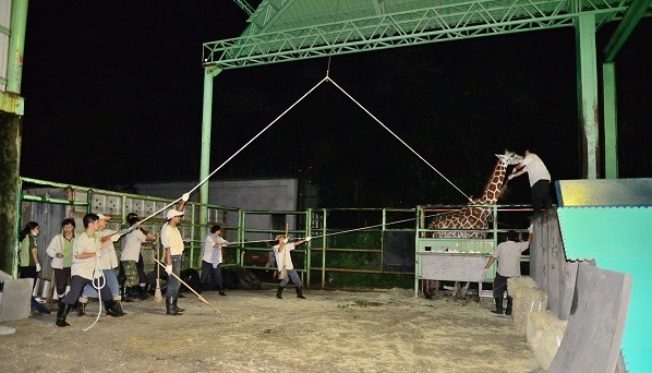為了保定妞妞，動物園出動大批人力分工合作。  台北市立動物園(張庭瑜攝) / 提供