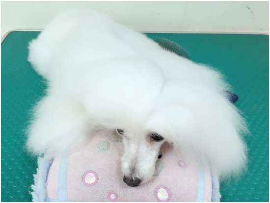 為了讓毛孩兒能輕鬆享受梳毛的過程，建議準備小枕頭，訓練毛孩可以趴著梳毛，並使用毛孩專用的柄梳，操作時注意力道要輕，才不會將柔細的被毛扯斷。