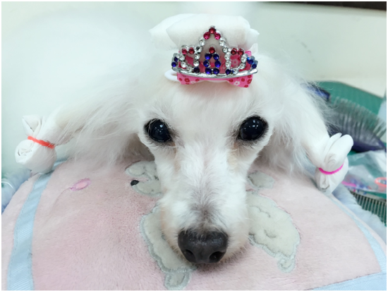 你知道毛孩也是有愛美的天性嗎～時常把毛孩打理整齊乾淨，除了自已看了賞心悅目外，也是給毛孩很大的安全感和自信心喔！