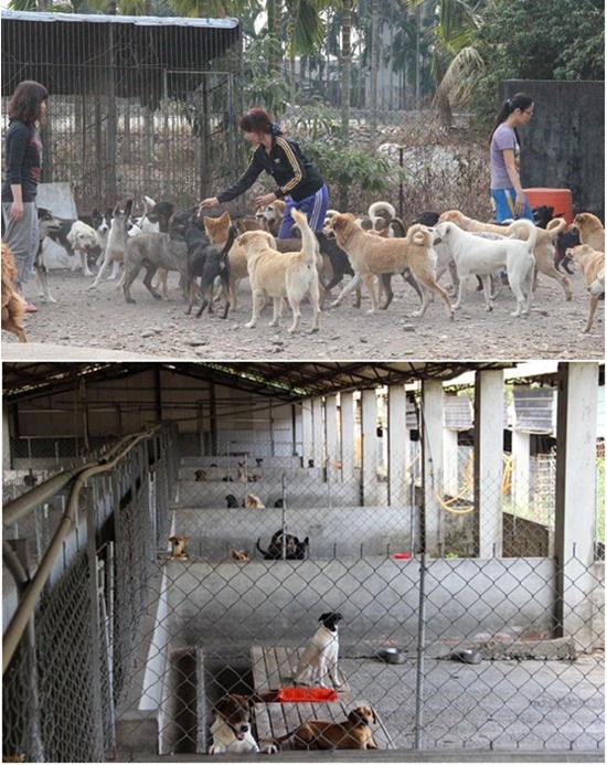 舒適乾淨的毛孩樂園----長治狗園。   社團法人台灣愛狗人協會/提供