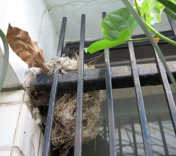 白頭翁喜歡在有遮蔽的窗簷築巢，織工精細牢靠。 蕭士塔/攝