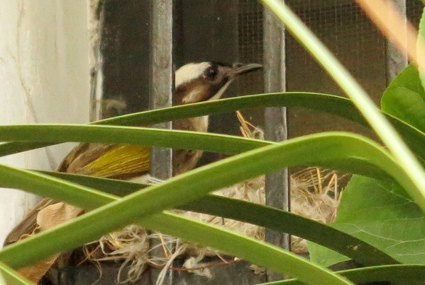 這隻親鳥在大熱天中午忙著找食物育雛，熱到必須休息。 蕭士塔/攝