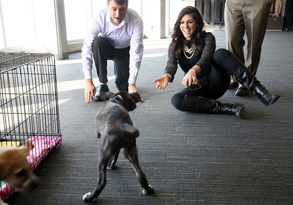 「送小狗狗到辦公室」的公益活動,讓美國10個城市的上班族,在1月28日迎來收容所的小狗狗,擁有特別的辦公室時光。 取自網路