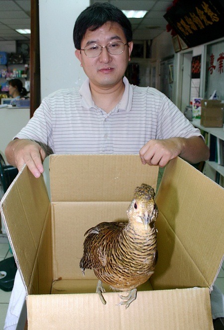 受傷野鳥完成醫治後,即將可以野放,讓陳培中滿心歡喜,很有成就感。 蕭士塔/攝
