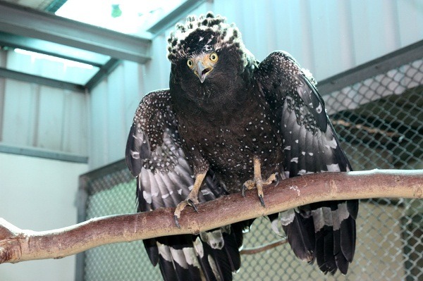 鷹類猛禽是慈愛動物醫院野鳥急救站常見的野鳥。 蕭士塔/攝