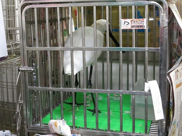 好不容易將肉毒桿菌中毒的黑面琵鷺醫好,卻感染禽流感被撲殺,是陳培中10年來最難過的事。 蕭士塔/攝