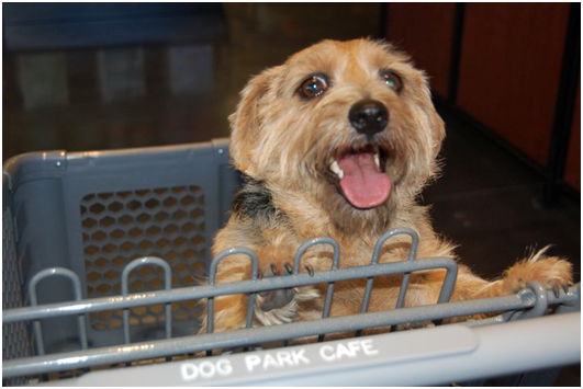 加州的狗公園咖啡廳(Dog Park Café),採複合式經營。