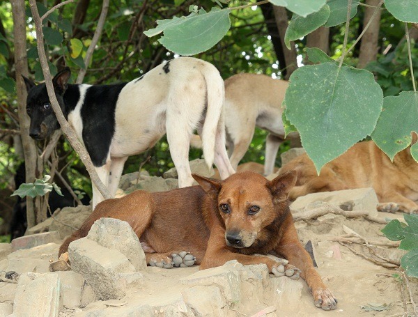 一名老榮民過世後留下的毛小孩。 蕭士塔/攝