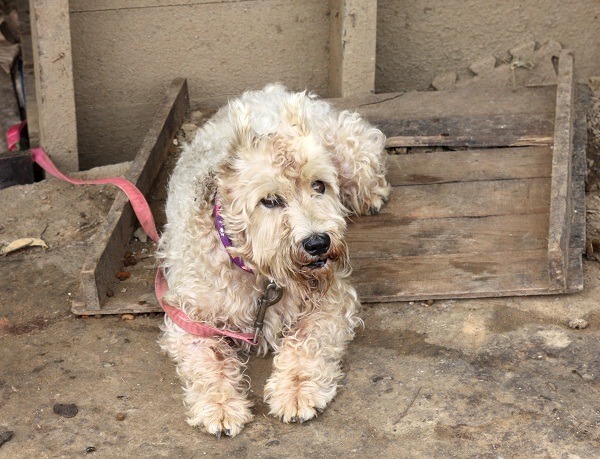 情侶分手後棄養的狗,流浪多天後幸運被認養。 蕭士塔/攝