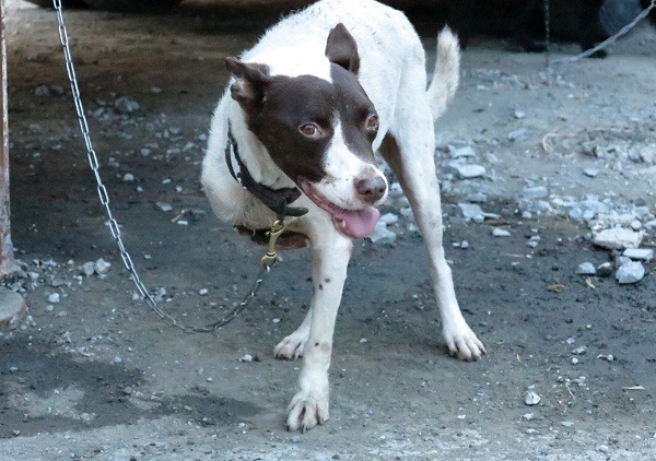 愛犬發生車禍被截肢,飼主仍不離不棄,並細心照顧10年以上。 蕭士塔/攝