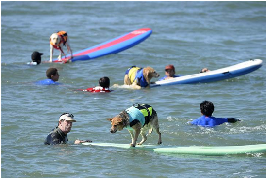 衝浪狗和主人在競技賽中排隊等著衝浪。    取自網路