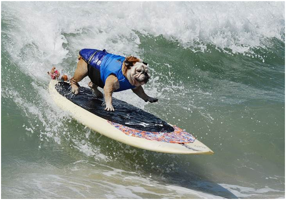 哇!這隻衝浪狗的藝高膽大，讓人佩服。   取自網路