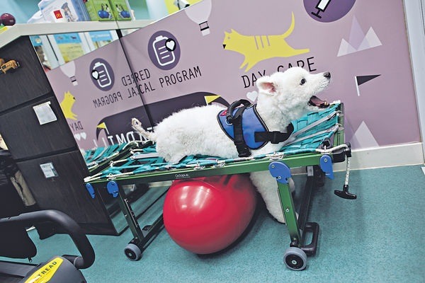 14歲的薩摩耶犬Crystal，曾被獸醫師建議安樂死，目前卻是生龍活虎，令人稱奇。取自香港《晴報》