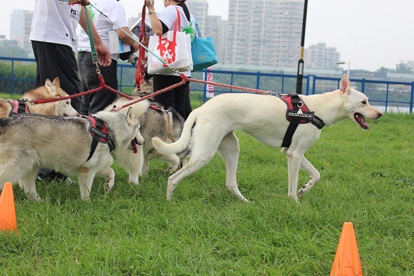 寵物運動公園立意雖好，Sandy呼籲應有維護措施，莫讓綠地成了族群感染寄生蟲的溫床。 李娉婷/攝