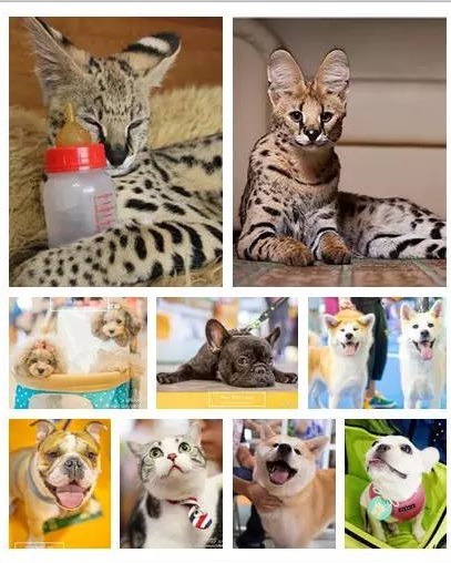 狗貓當然是寵物展不可少的吸睛焦點，主辦單位還請出阿拉伯土豪熱愛的寵物----藪貓。  取自亞洲寵物展官網