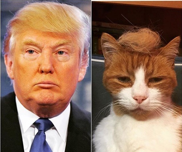 人和貓的神情相似度，你給幾分?  取自網路