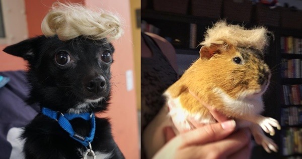 寵物貓、狗、鼠都脫不了身。這股川普旋風好強勁。 取自網路