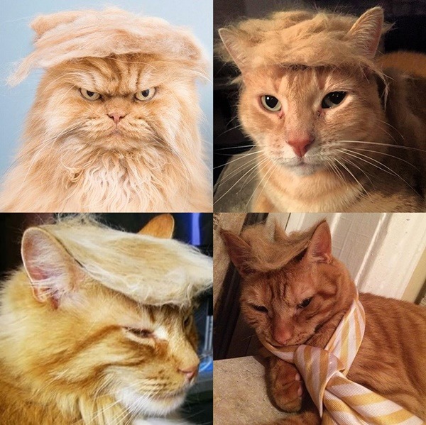 「trumpyourcat」讓各種川普貓亮相，也看出貓主人玩得不亦樂乎!   取自網路