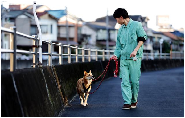 池田史朗獸醫師傍晚帶著米克外出散步。 取自朝日新聞