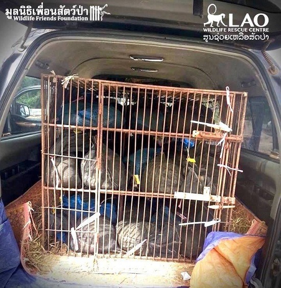 走私販用小貨車後車廂載運捲縮成一團團的穿山甲，企圖闖過泰、寮邊界，前往中國。 取自the dodo.com