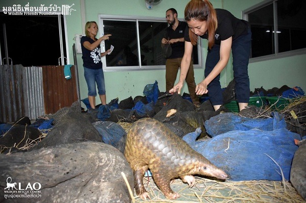 救援人員安置被警方没入的165隻穿山甲,牠們離開網袋後,就慢吞吞地爬行起來。 取自the dodo.com