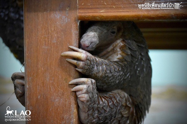 生性害羞、行動緩慢是穿山甲的特質,驚慌時就捲成一團,讓捕捉人網住就帶走。 取自the dodo.com