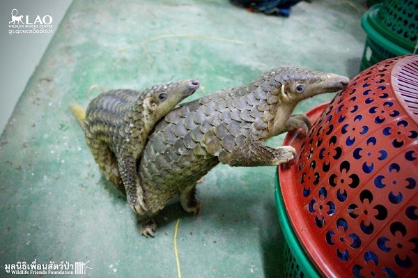 一年只交配一次,一胎只生一隻的穿山甲,已被IUCN的紅色名錄列為「極危」等級。 取自the dodo.com